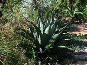 Vivers Càrex - Agave montana